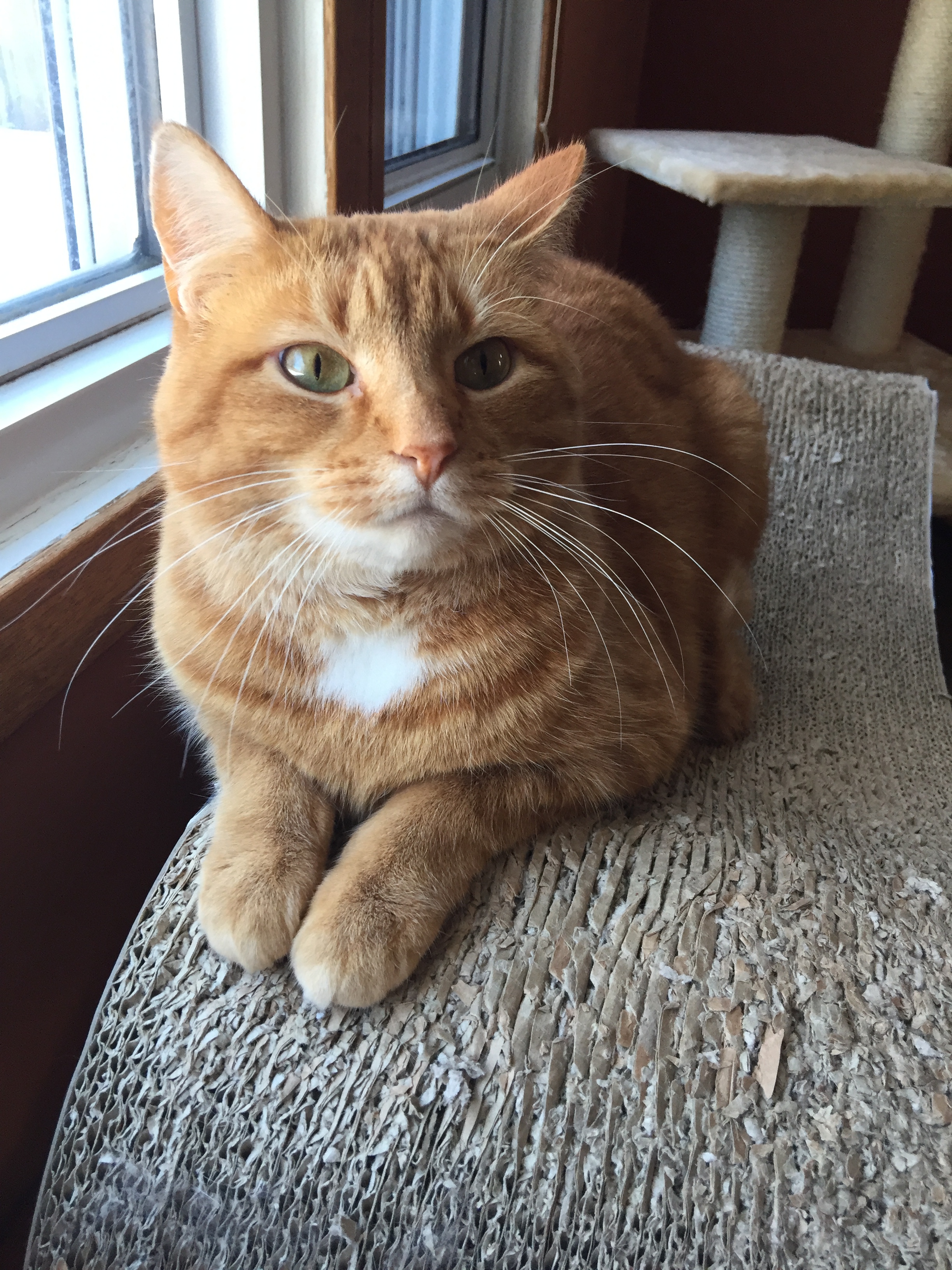 Sunshine, an adoptable Tabby, Domestic Short Hair in Blaine, MN, 55434 | Photo Image 5