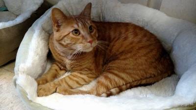 Dart, an adoptable Domestic Short Hair, Tabby in Blaine, MN, 55434 | Photo Image 2