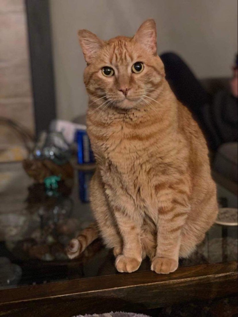 Dart, an adoptable Domestic Short Hair, Tabby in Blaine, MN, 55434 | Photo Image 1