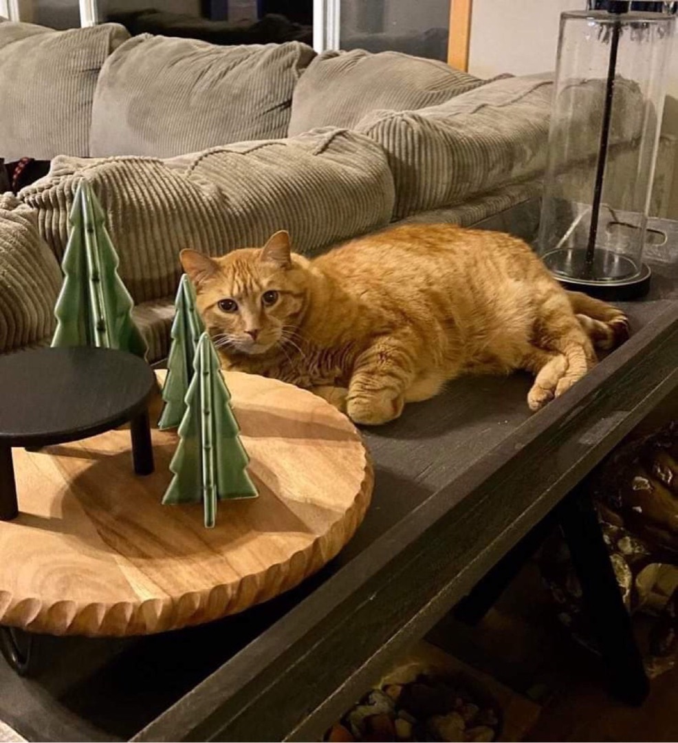 Dart, an adoptable Domestic Short Hair, Tabby in Blaine, MN, 55434 | Photo Image 3