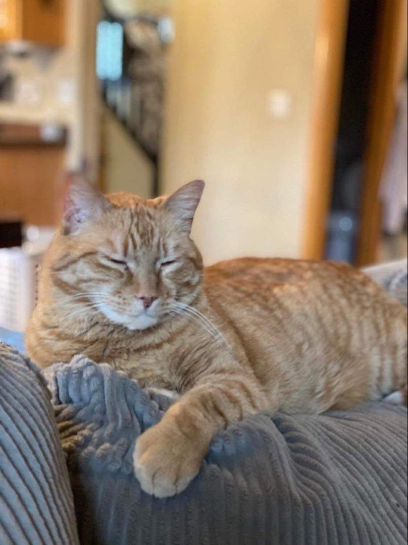 Dart, an adoptable Domestic Short Hair, Tabby in Blaine, MN, 55434 | Photo Image 5