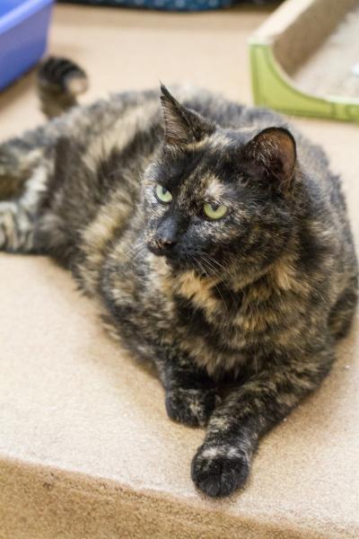 Pollyanna FeLV+ **Diabetic** (Polly Pocket), an adoptable Tortoiseshell in Blaine, MN, 55434 | Photo Image 2