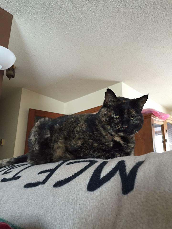 Pollyanna FeLV+ **Diabetic** (Polly Pocket), an adoptable Tortoiseshell in Blaine, MN, 55434 | Photo Image 3