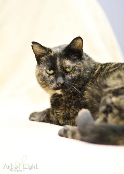 Pollyanna FeLV+ **Diabetic** (Polly Pocket), an adoptable Tortoiseshell in Blaine, MN, 55434 | Photo Image 4