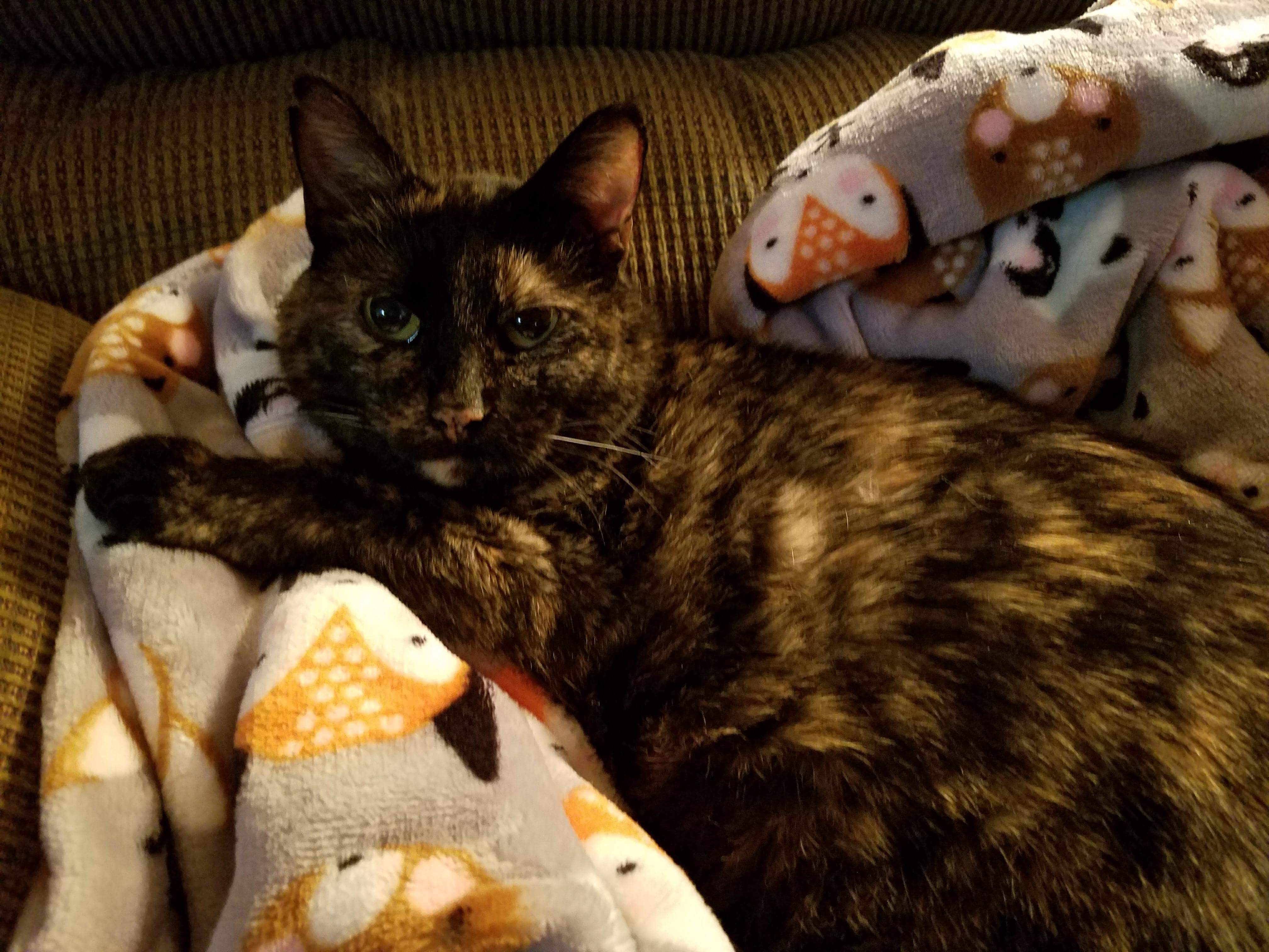Pollyanna FeLV+ **Diabetic** (Polly Pocket), an adoptable Tortoiseshell in Blaine, MN, 55434 | Photo Image 5