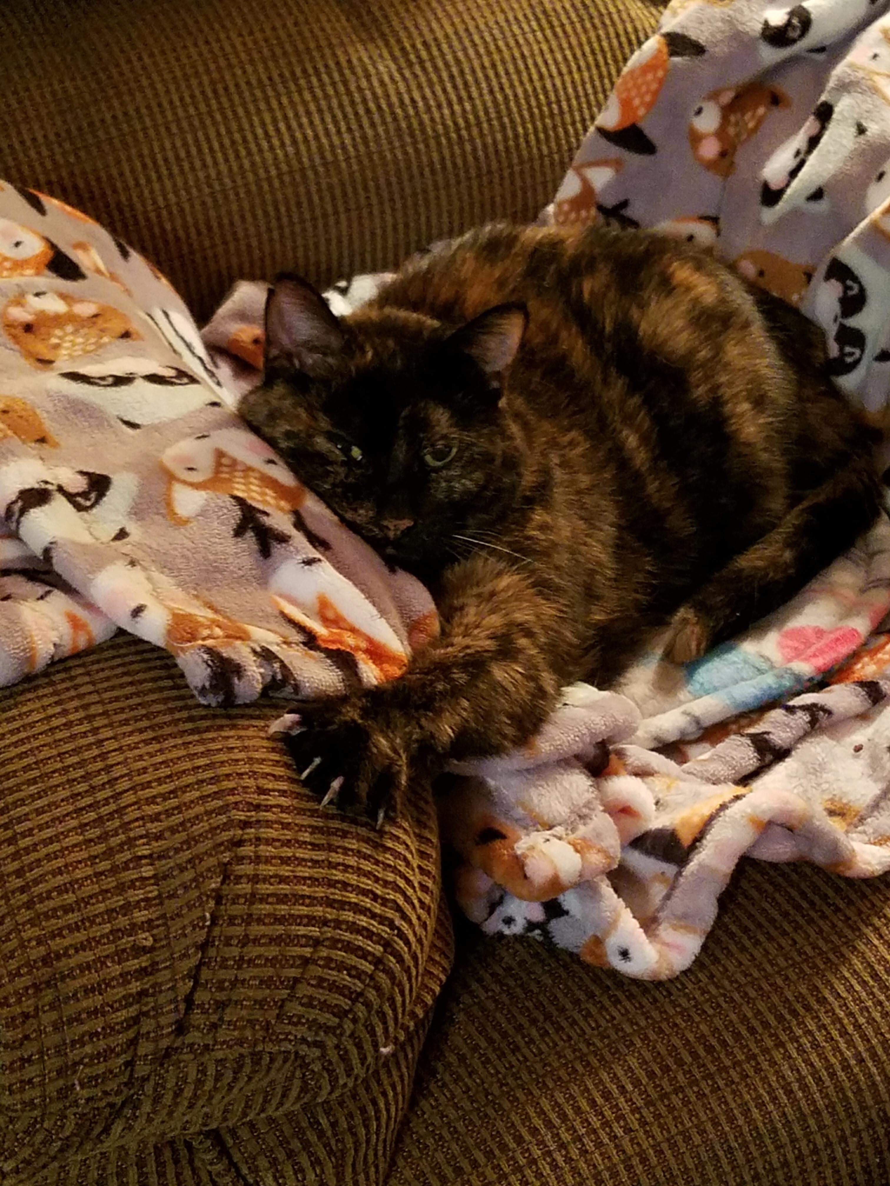 Pollyanna FeLV+ **Diabetic** (Polly Pocket), an adoptable Tortoiseshell in Blaine, MN, 55434 | Photo Image 6