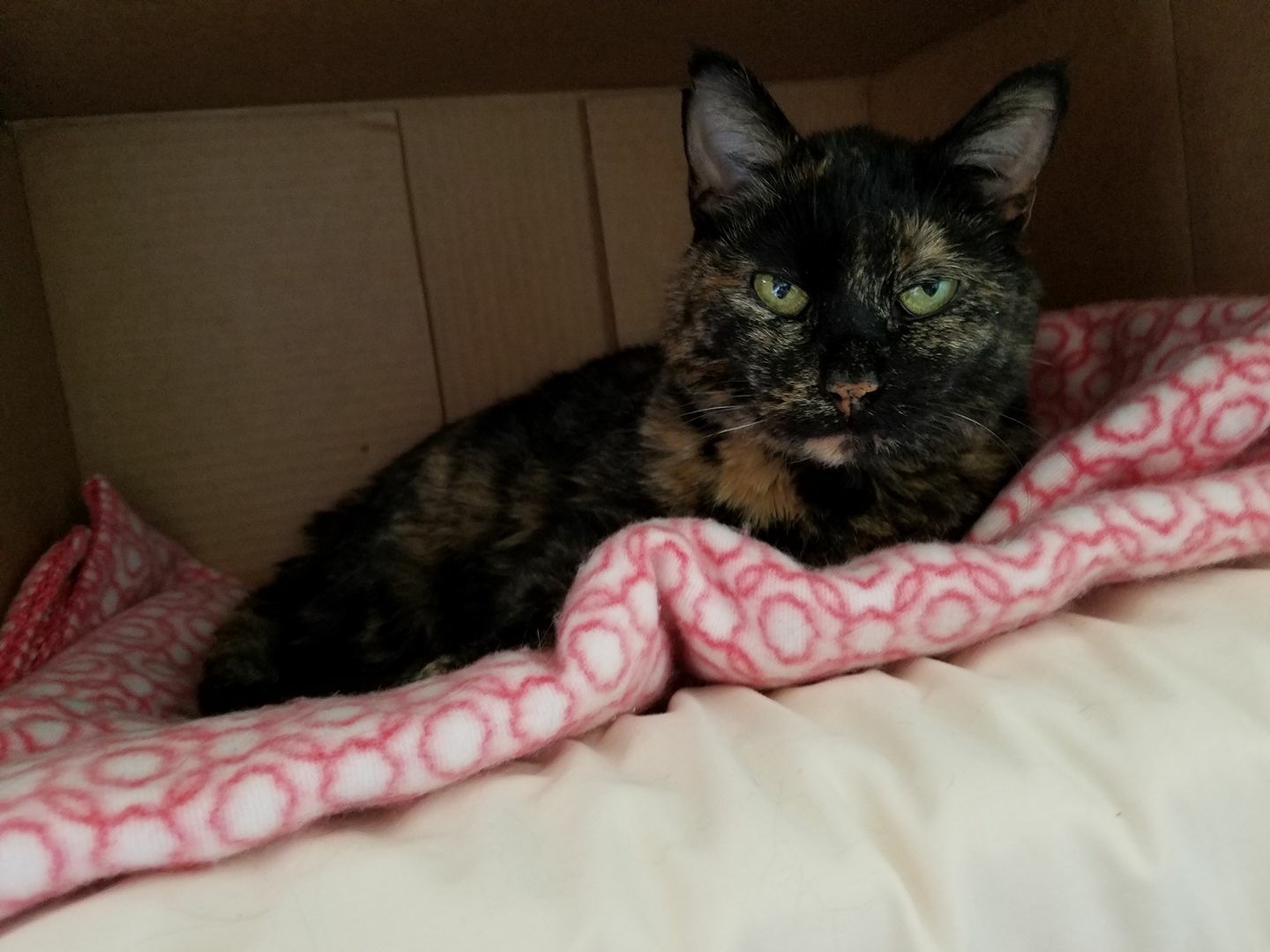 Pollyanna FeLV+ **Diabetic** (Polly Pocket), an adoptable Tortoiseshell in Blaine, MN, 55434 | Photo Image 1