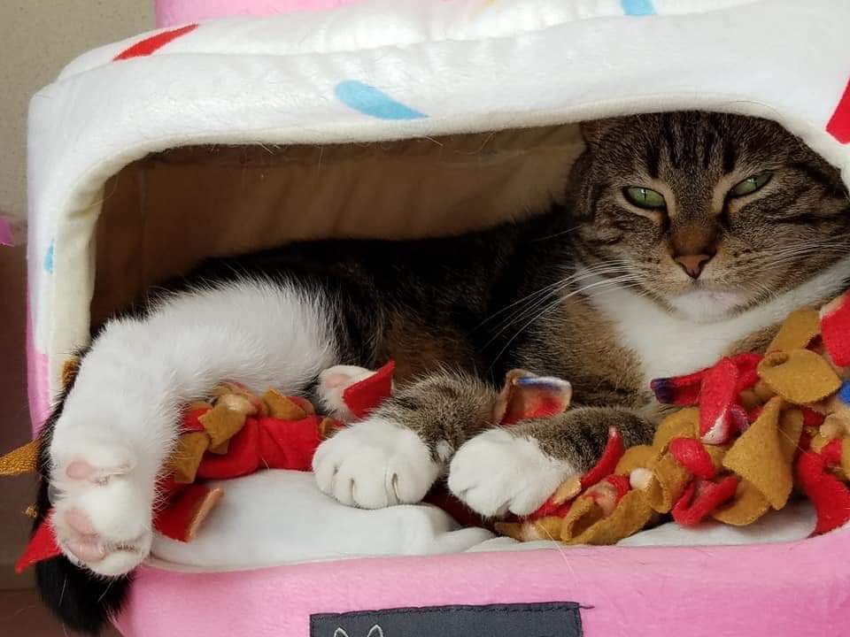 Berkley, an adoptable Domestic Short Hair, Tabby in Blaine, MN, 55434 | Photo Image 1