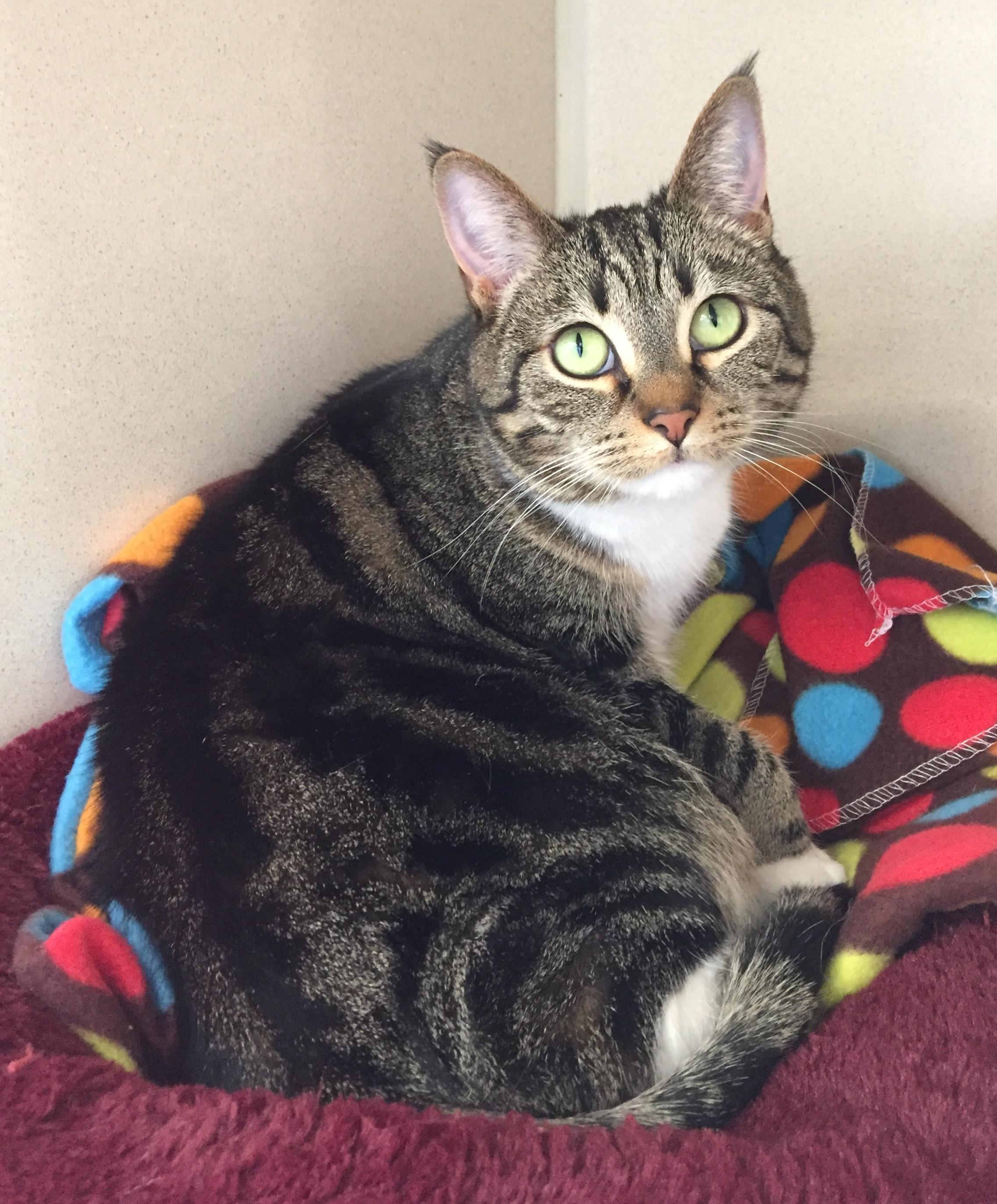 Berkley, an adoptable Domestic Short Hair, Tabby in Blaine, MN, 55434 | Photo Image 2