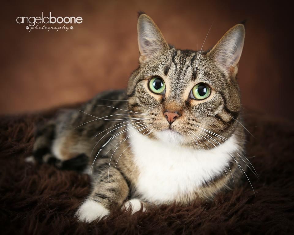 Berkley, an adoptable Domestic Short Hair, Tabby in Blaine, MN, 55434 | Photo Image 3