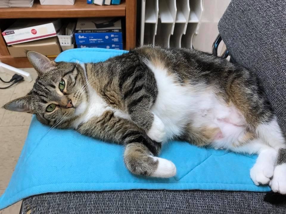 Berkley, an adoptable Domestic Short Hair, Tabby in Blaine, MN, 55434 | Photo Image 5