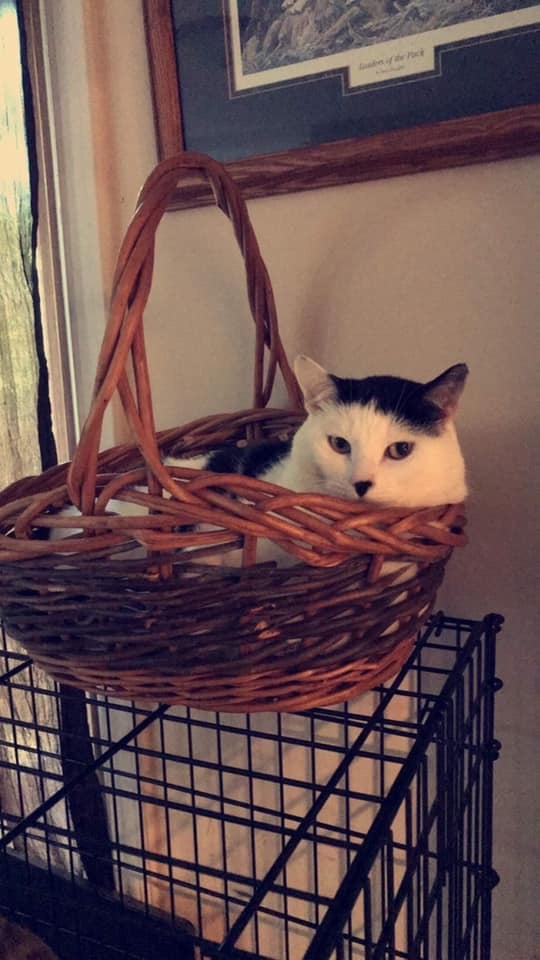 Phoebe, an adoptable Domestic Short Hair in Blaine, MN, 55434 | Photo Image 2