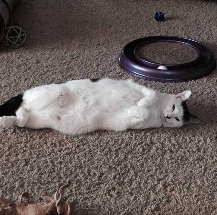 Phoebe, an adoptable Domestic Short Hair in Blaine, MN, 55434 | Photo Image 3