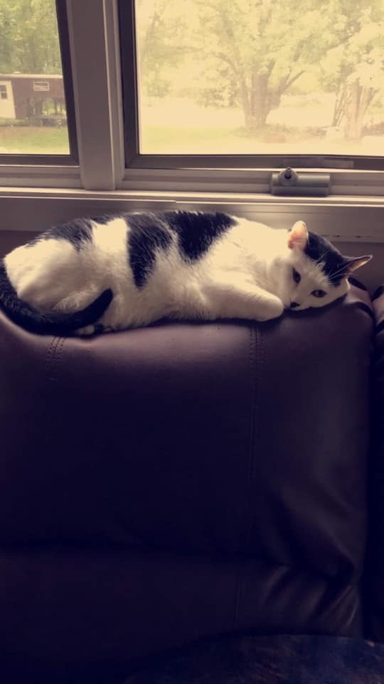 Phoebe, an adoptable Domestic Short Hair in Blaine, MN, 55434 | Photo Image 4