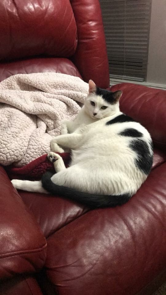 Phoebe, an adoptable Domestic Short Hair in Blaine, MN, 55434 | Photo Image 5