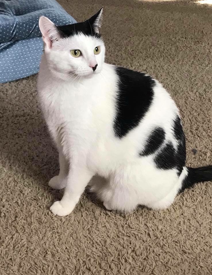 Phoebe, an adoptable Domestic Short Hair in Blaine, MN, 55434 | Photo Image 6