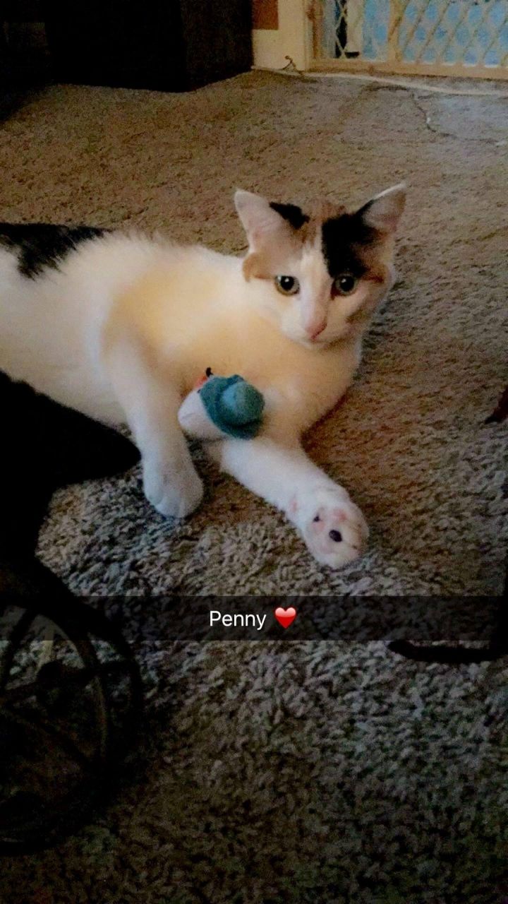 Penny 4