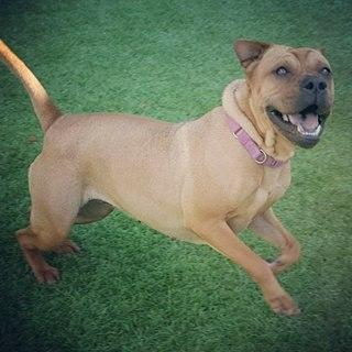 Awesome Zena - Super Fun, Loving Girl, an adoptable Shar-Pei, Pug in Wilmington, DE, 19850 | Photo Image 1