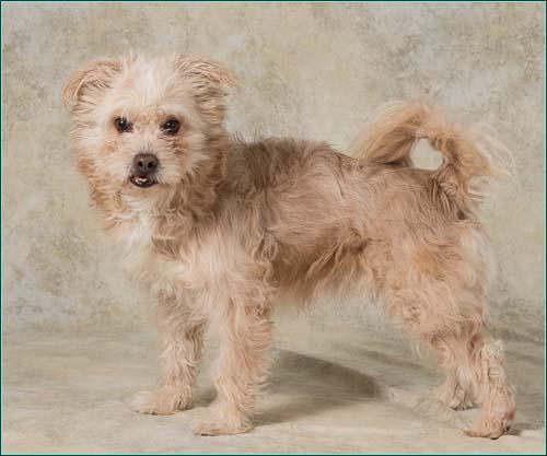 Benny, an adopted Terrier Mix in Prince Frederick, MD_image-2
