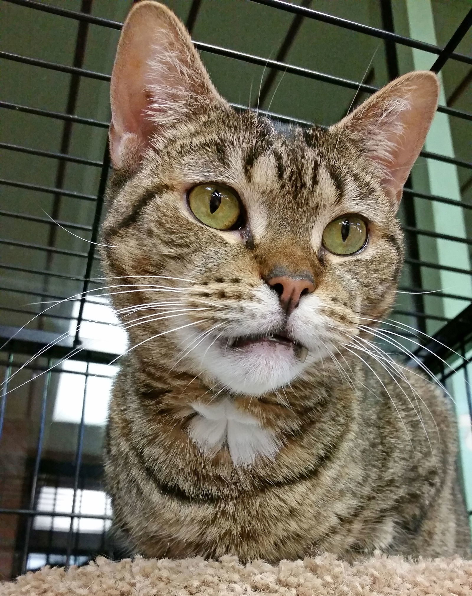 Jasmine, an adoptable Domestic Short Hair in Philadelphia, PA, 19111 | Photo Image 1