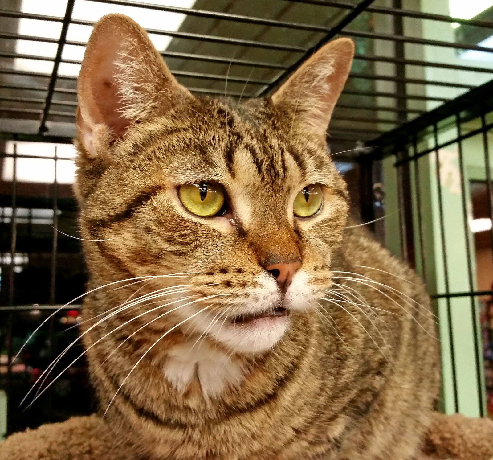 Jasmine, an adoptable Domestic Short Hair in Philadelphia, PA, 19111 | Photo Image 2