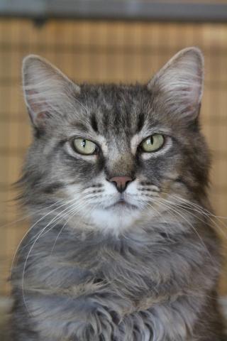 Baby Boy, an adoptable Domestic Long Hair in Albany, NY, 12211 | Photo Image 1