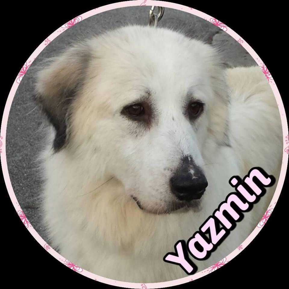 Yazmin, an adoptable Great Pyrenees in Newnan, GA, 30263 | Photo Image 1