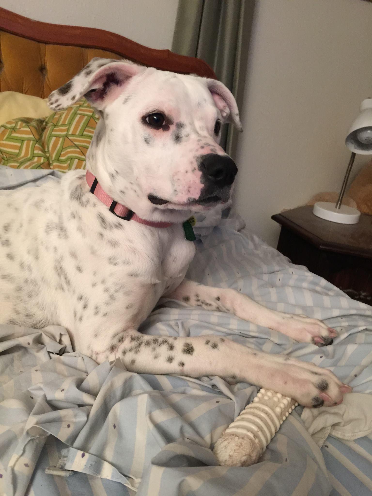 Pepper, an adoptable Dogo Argentino, Pointer in Burleson, TX, 76028 | Photo Image 1