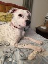 Pepper photo 1