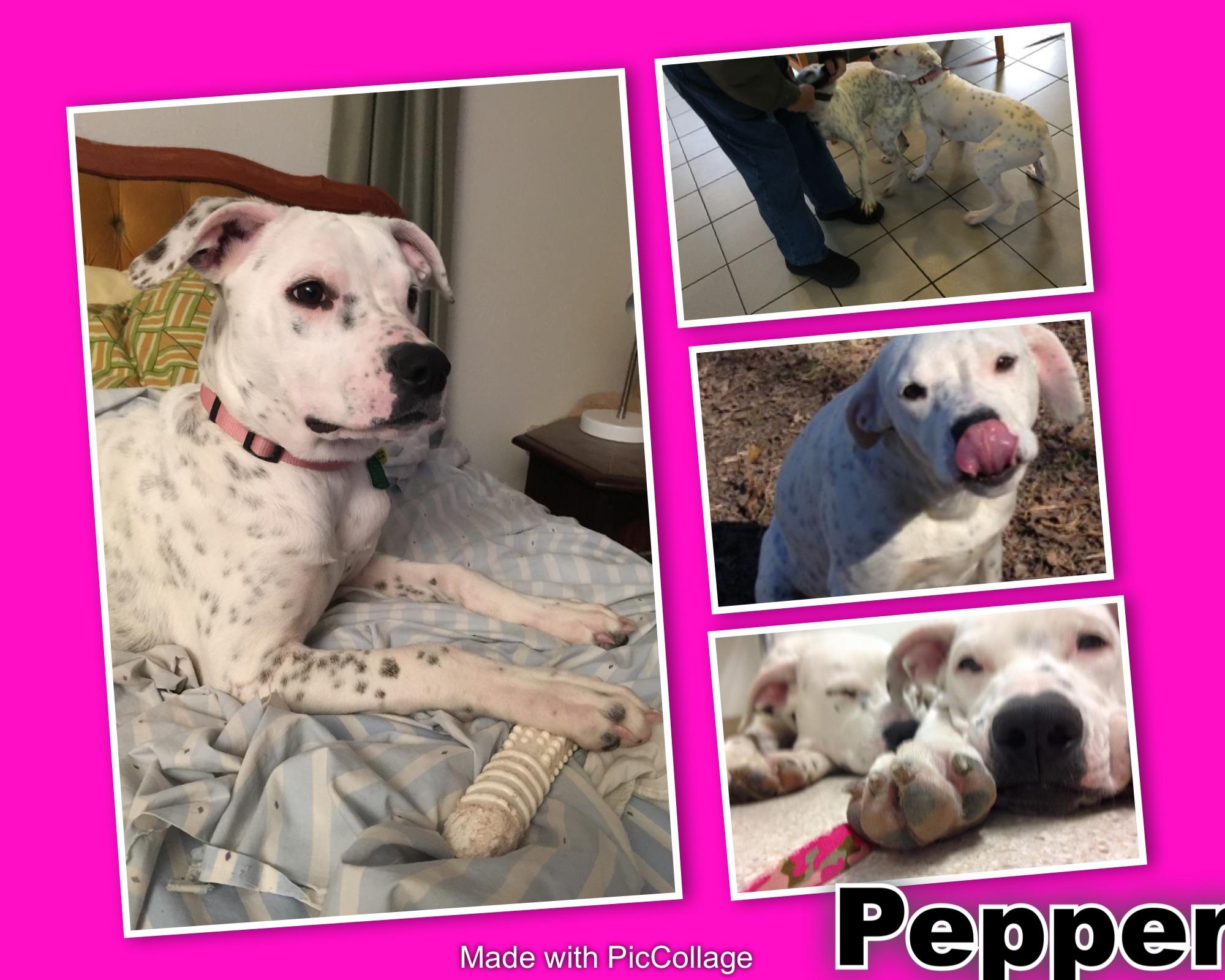 Pepper, an adoptable Dogo Argentino, Pointer in Burleson, TX, 76028 | Photo Image 2