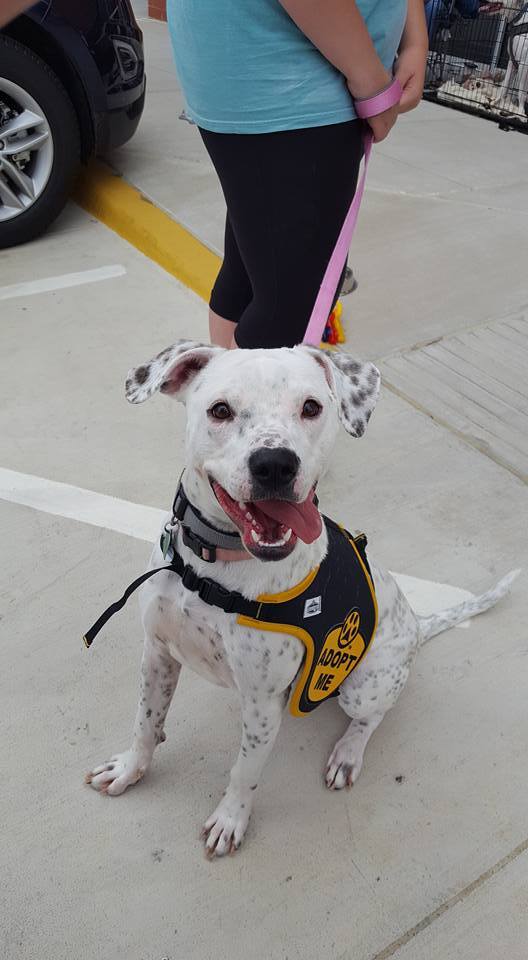 Pepper, an adoptable Dogo Argentino, Pointer in Burleson, TX, 76028 | Photo Image 3