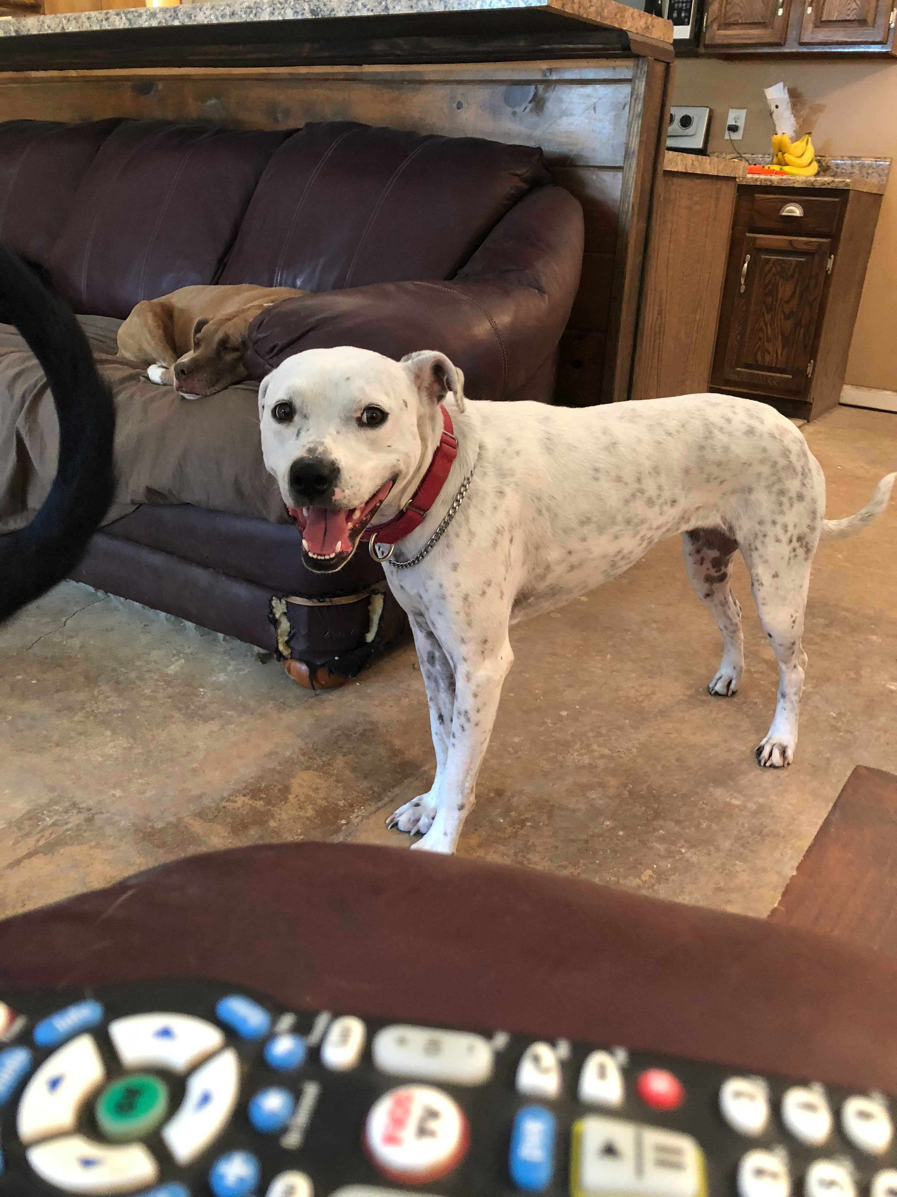 Pepper, an adoptable Dogo Argentino, Pointer in Burleson, TX, 76028 | Photo Image 4