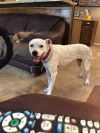 Pepper photo 4