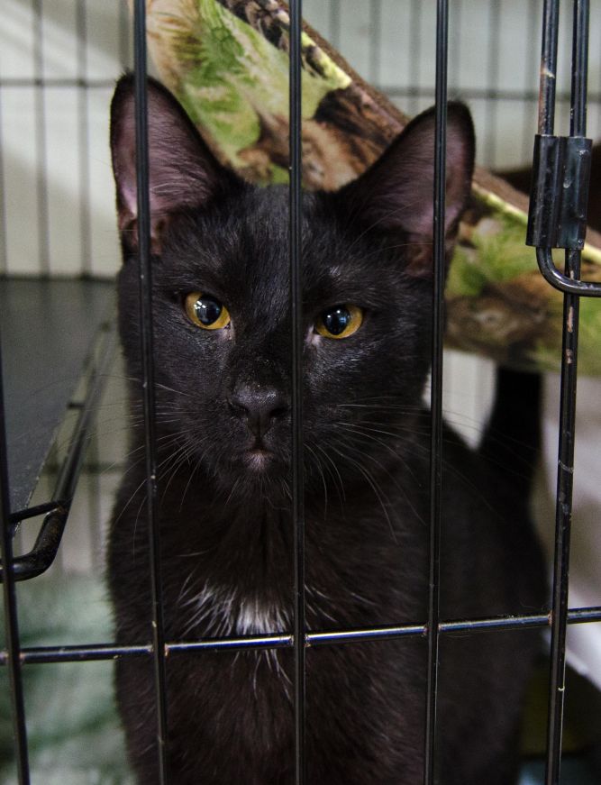 Cat for adoption Bear, a Domestic Short Hair in Myrtle Beach, SC