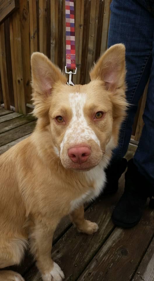 Freckles, an adoptable Australian Shepherd, Shepherd in Detroit, MI, 48216 | Photo Image 1