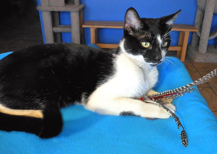 Boots Wellington, an adopted Tuxedo in Glendale, AZ_image-3