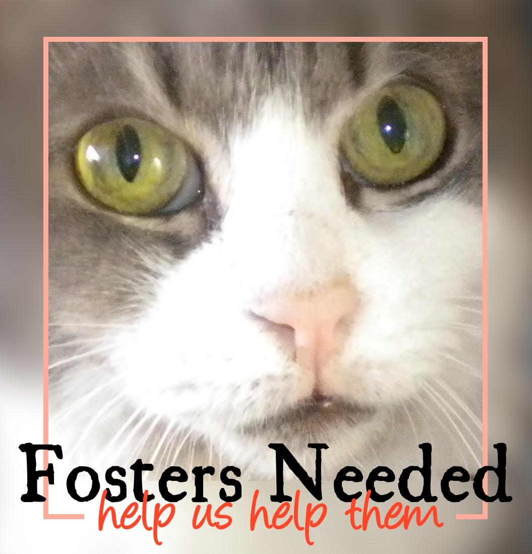 Fosters Needed