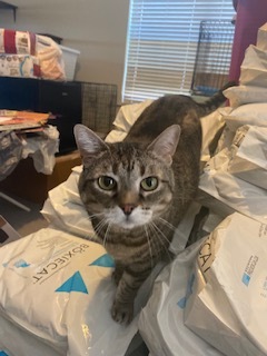 Maisy, an adoptable British Shorthair, Tabby in Kennedale, TX, 76060 | Photo Image 1