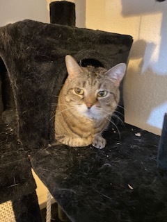 Maisy, an adoptable British Shorthair, Tabby in Kennedale, TX, 76060 | Photo Image 2