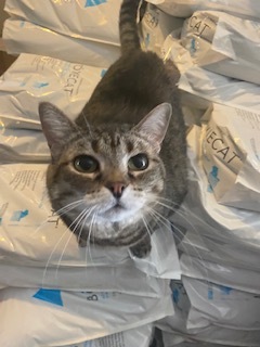 Maisy, an adoptable British Shorthair, Tabby in Kennedale, TX, 76060 | Photo Image 3