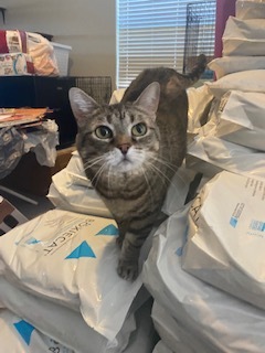 Maisy, an adoptable British Shorthair, Tabby in Kennedale, TX, 76060 | Photo Image 4