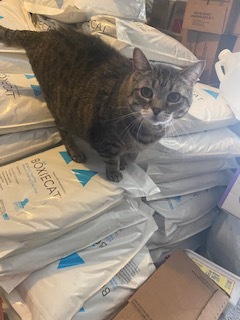 Maisy, an adoptable British Shorthair, Tabby in Kennedale, TX, 76060 | Photo Image 5