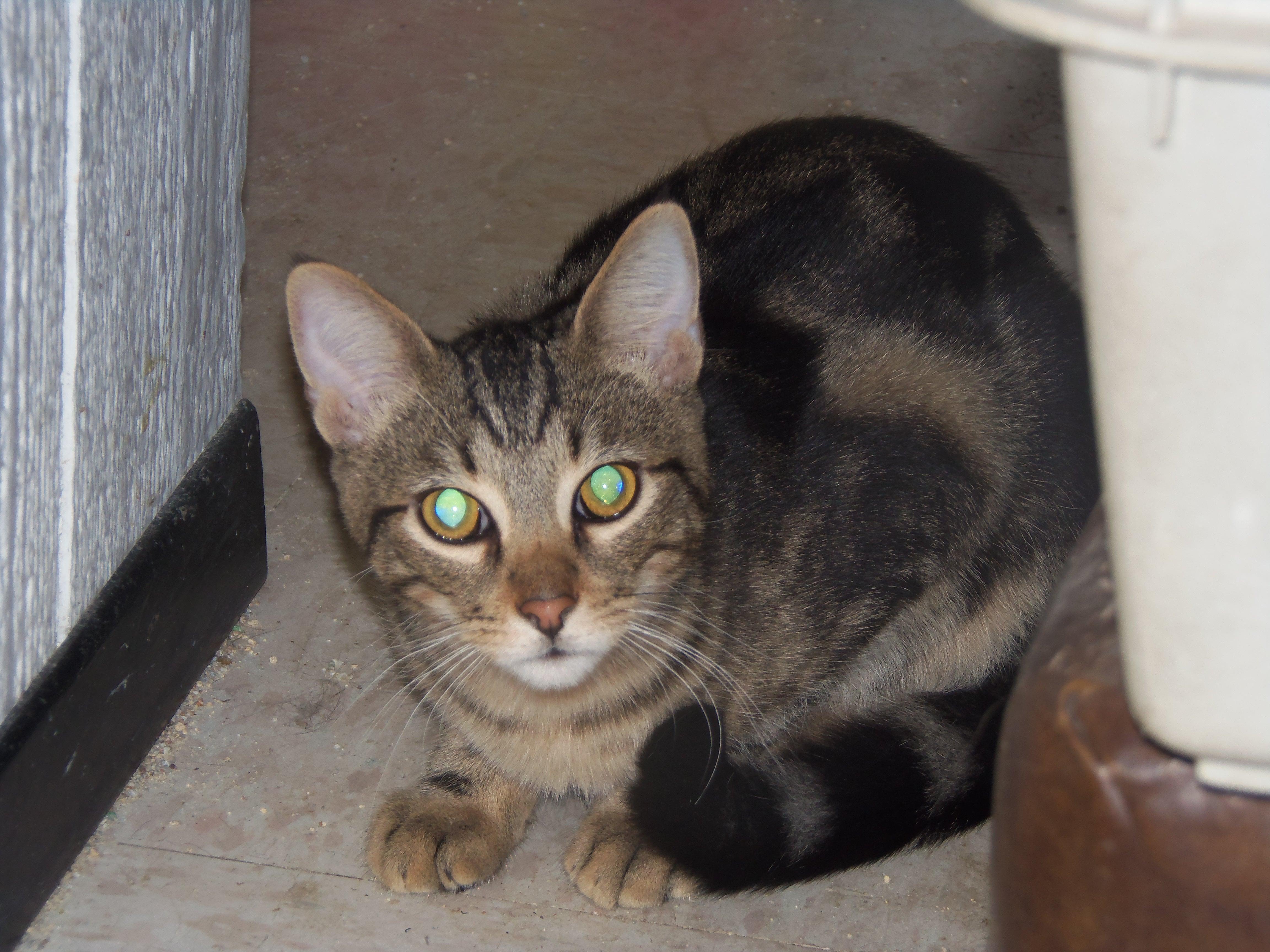 Barn Cats, an adoptable Domestic Short Hair in Griffith, IN, 46319 | Photo Image 2