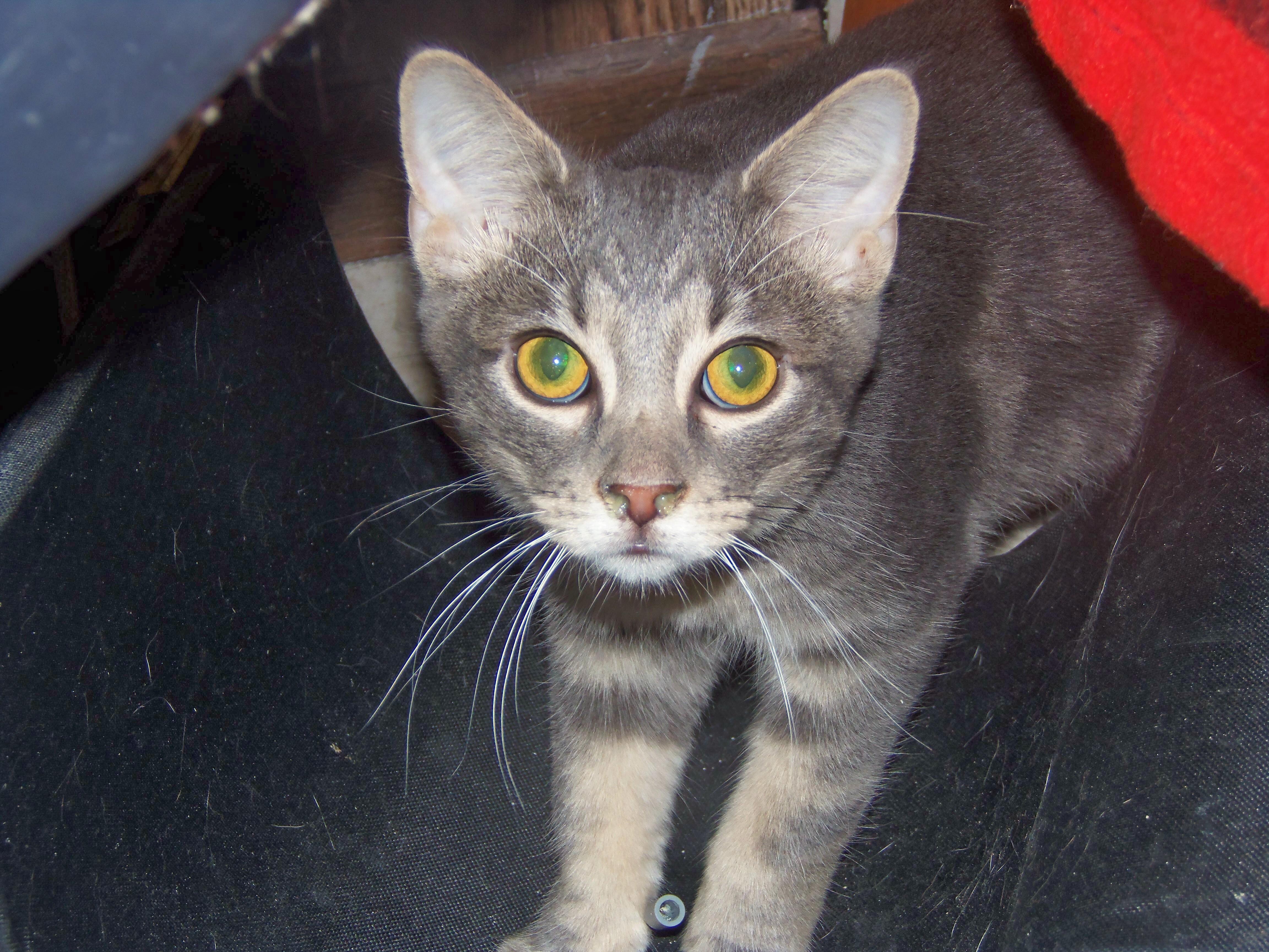 Barn Cats, an adoptable Domestic Short Hair in Griffith, IN, 46319 | Photo Image 3