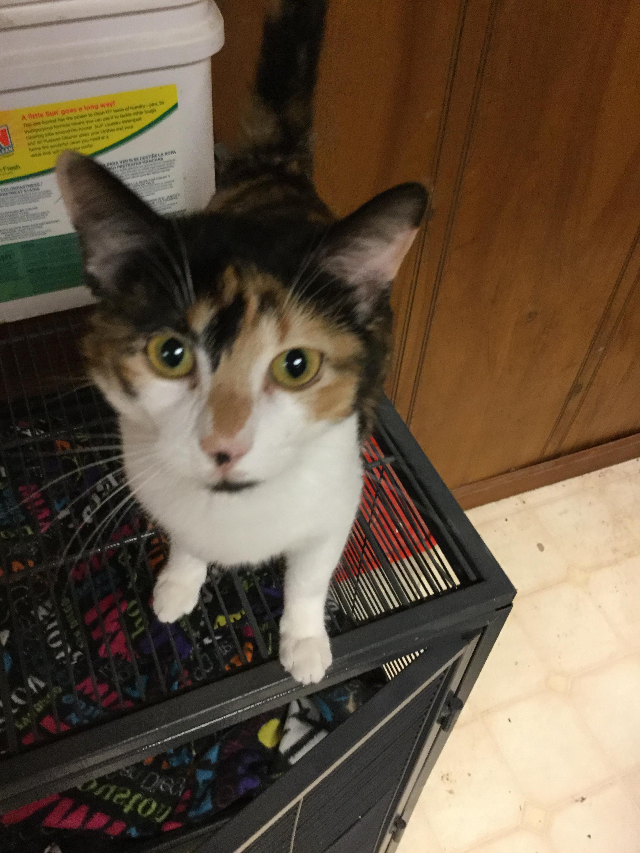 Sabrina, an adoptable Domestic Short Hair in Snellville, GA, 30039 | Photo Image 1