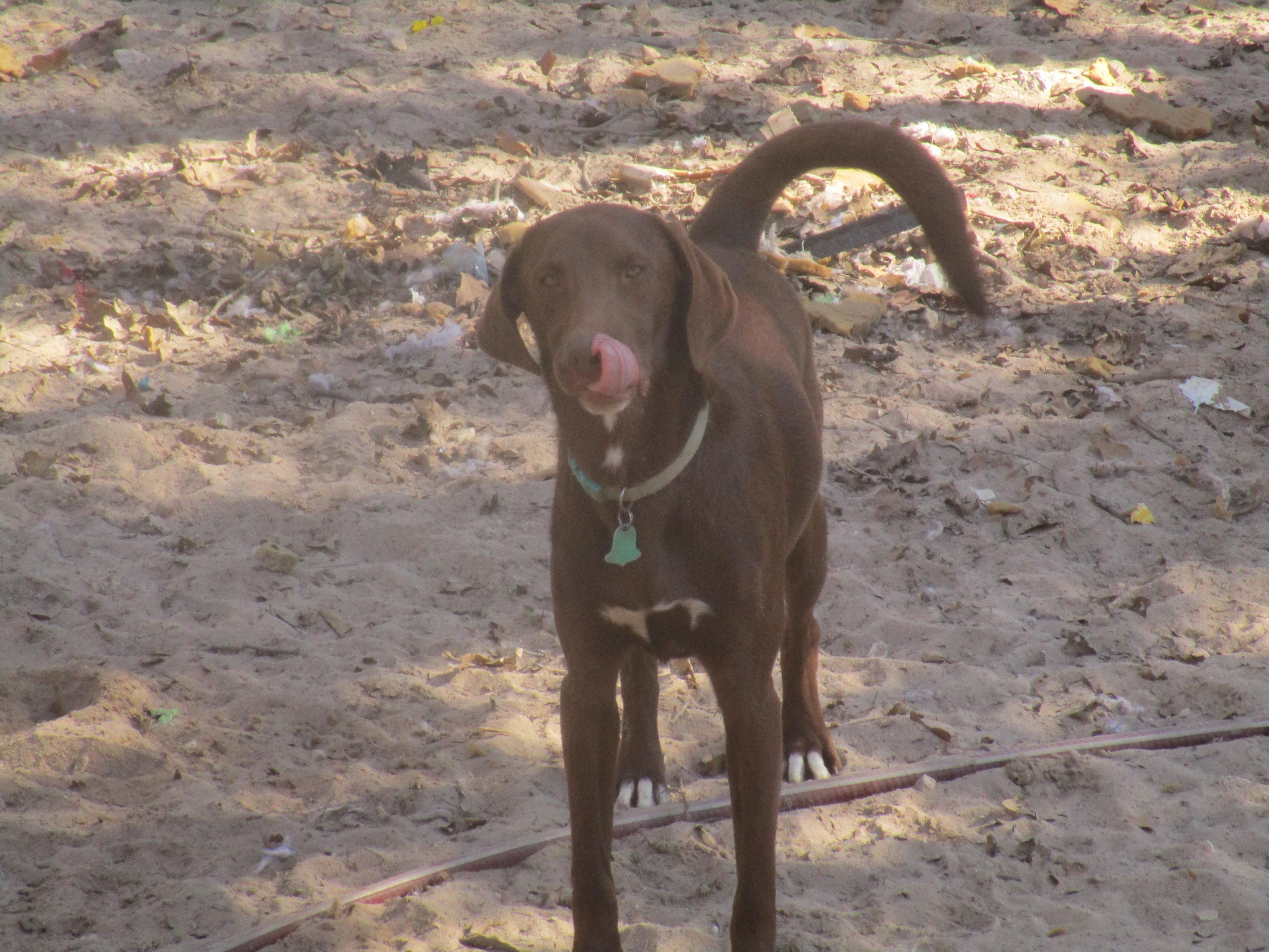 leroy, an adoptable Labrador Retriever, Border Collie in Floresville, TX, 78114 | Photo Image 1