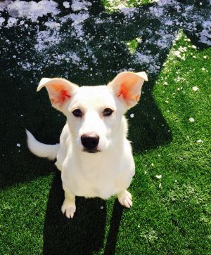 Costello--I'm an Adoption Center Dog!
