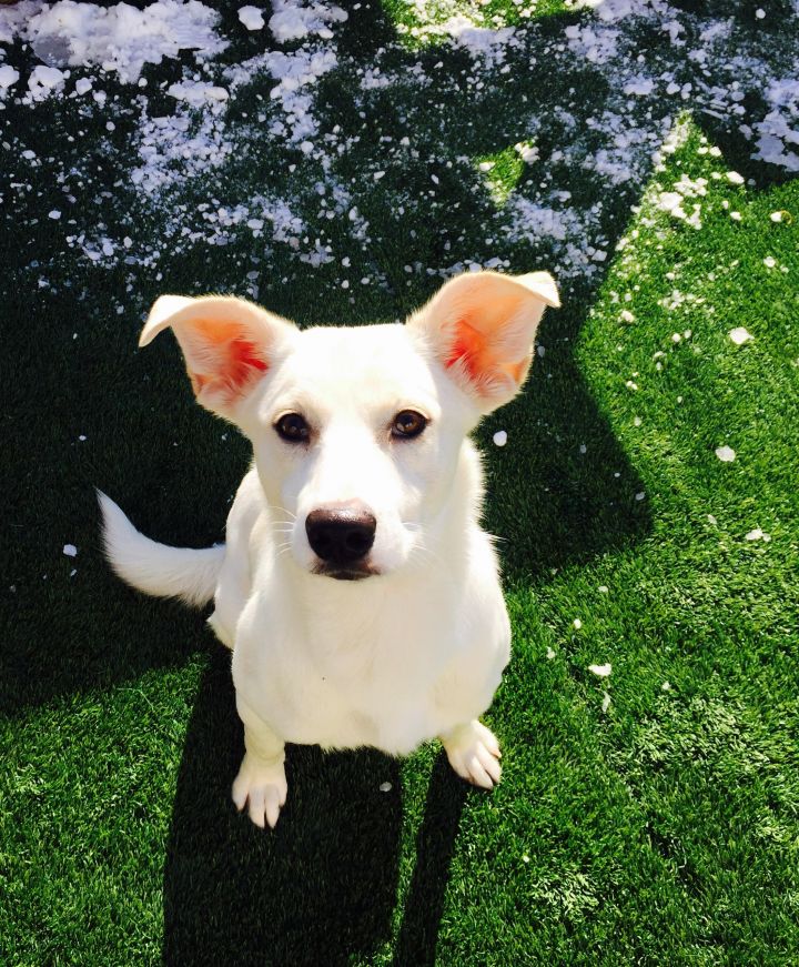 Costello--I'm an Adoption Center Dog! 1