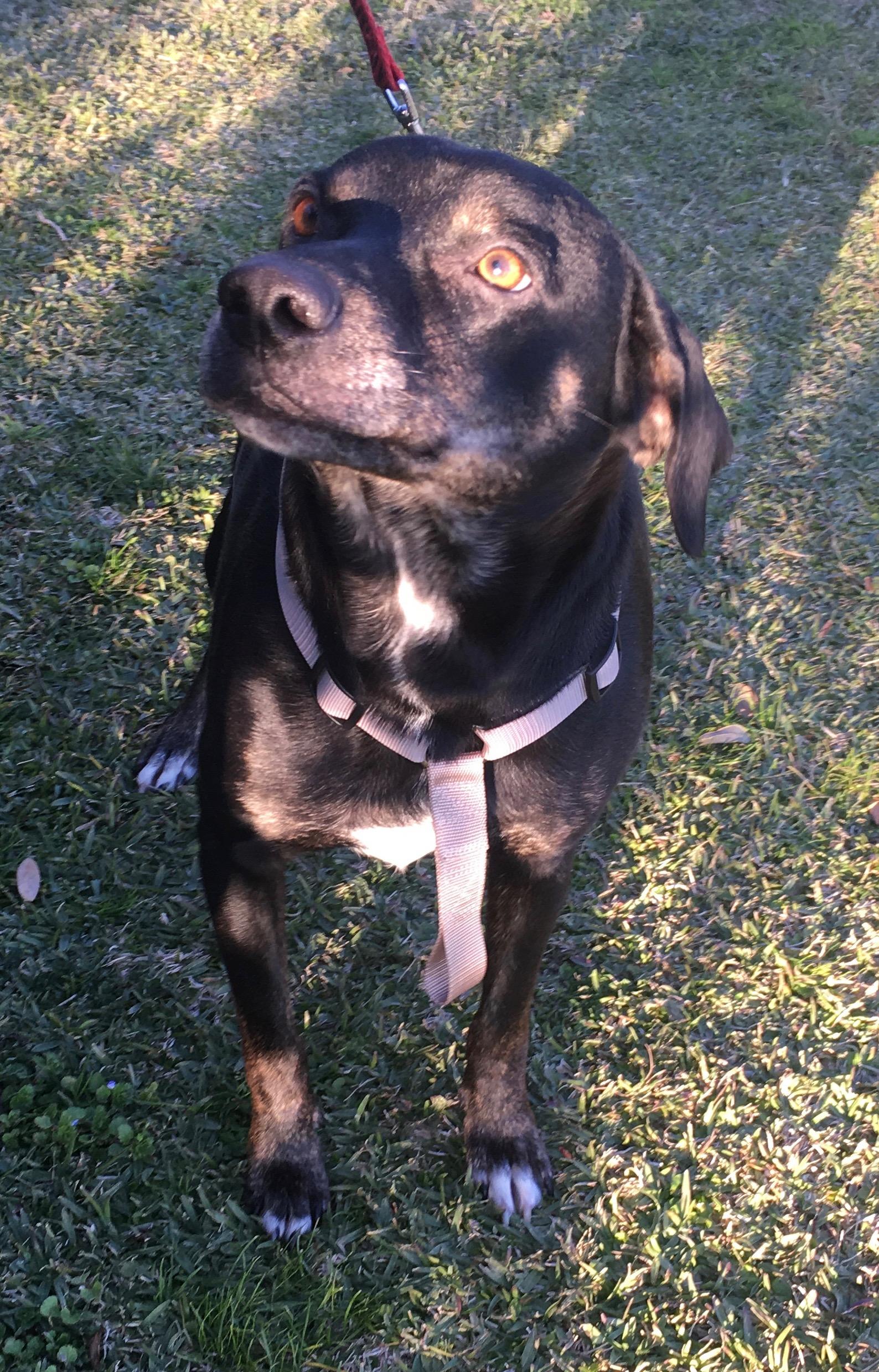 Willie, an adoptable Black Labrador Retriever in Bunkie, LA, 71322 | Photo Image 1