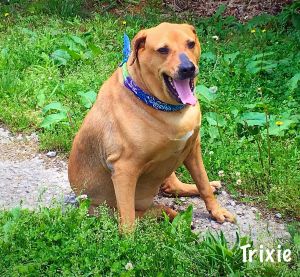 *SPONSORED* Trixie